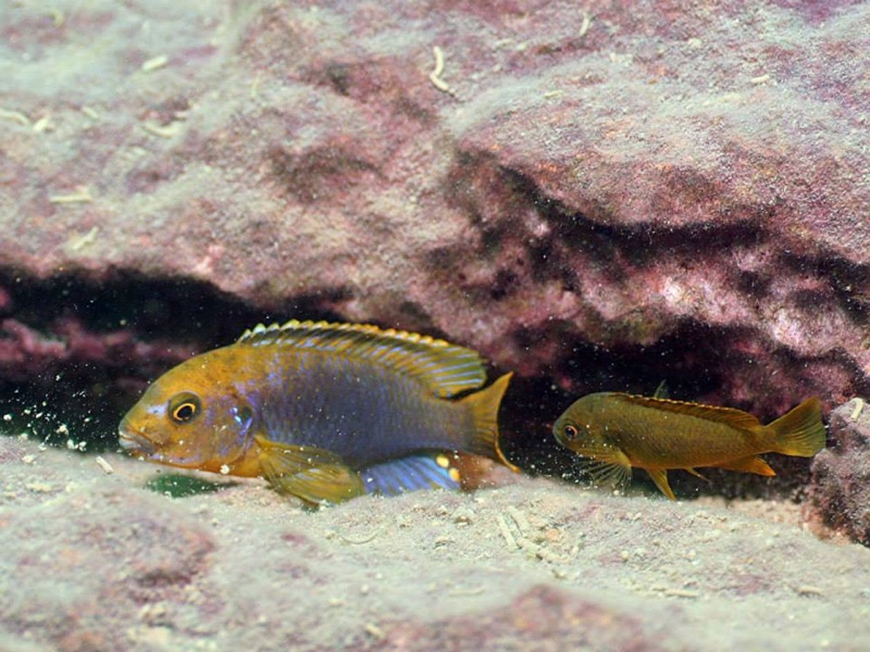 Iodotropheus sprengerae 'Makokola Reef'